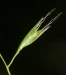 Flattened oatgrass